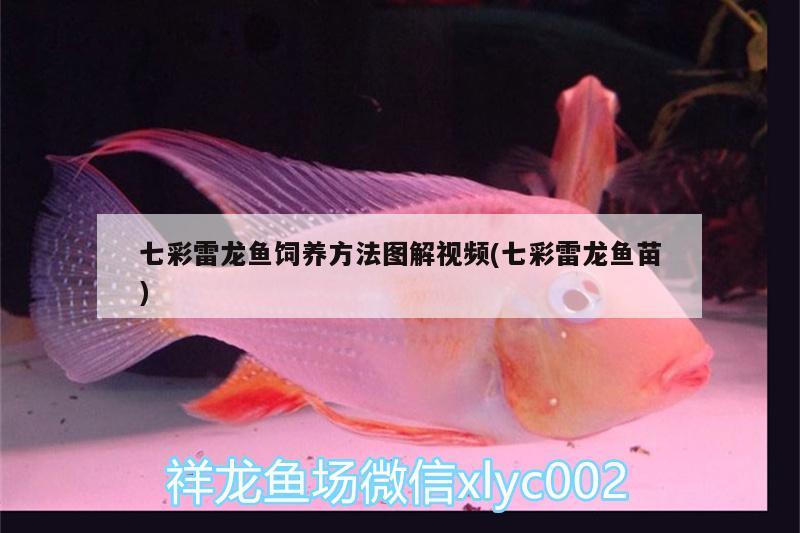 七彩雷龍魚飼養(yǎng)方法圖解視頻(七彩雷龍魚苗) 紅魔王銀版魚