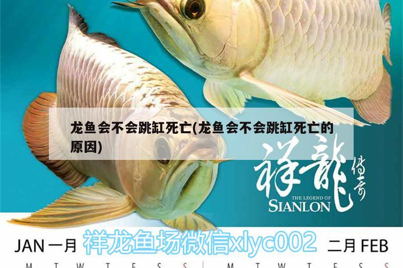 龍魚會不會跳缸死亡(龍魚會不會跳缸死亡的原因)