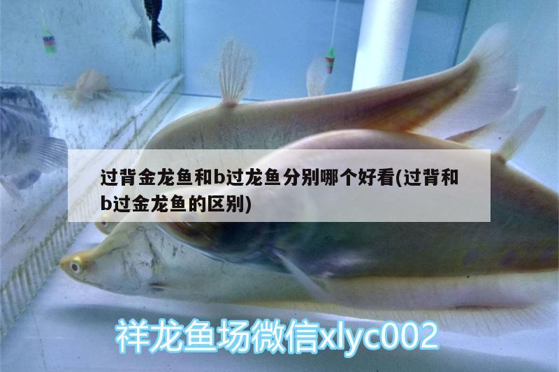 過背金龍魚和b過龍魚分別哪個好看(過背和b過金龍魚的區(qū)別)