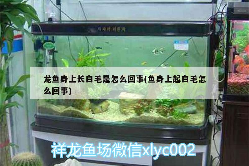 龍魚身上長白毛是怎么回事(魚身上起白毛怎么回事)