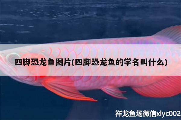 四腳恐龍魚圖片(四腳恐龍魚的學(xué)名叫什么) 虎魚百科