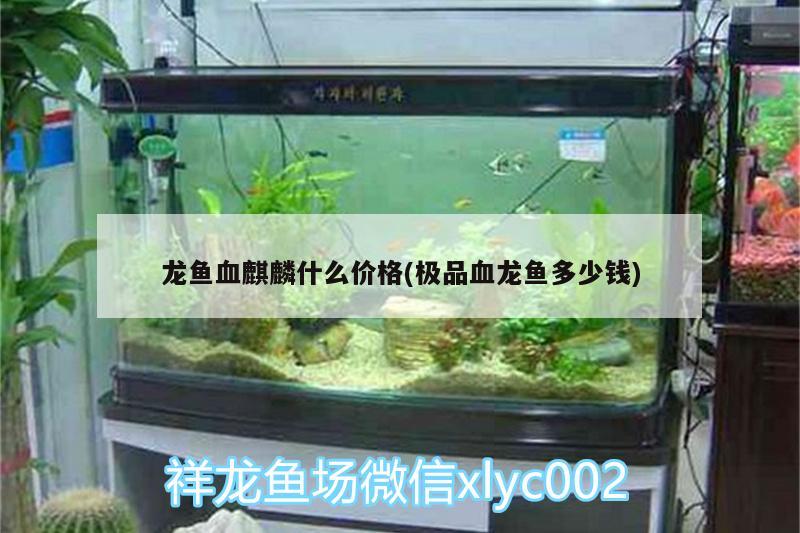 龍魚血麒麟什么價格(極品血龍魚多少錢) 龍魚百科