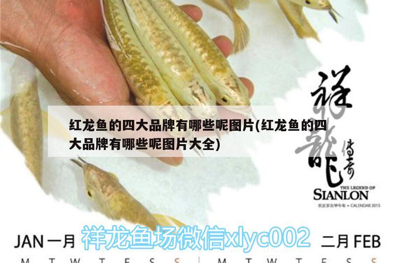 紅龍魚的四大品牌有哪些呢圖片(紅龍魚的四大品牌有哪些呢圖片大全) 養(yǎng)魚知識(shí)