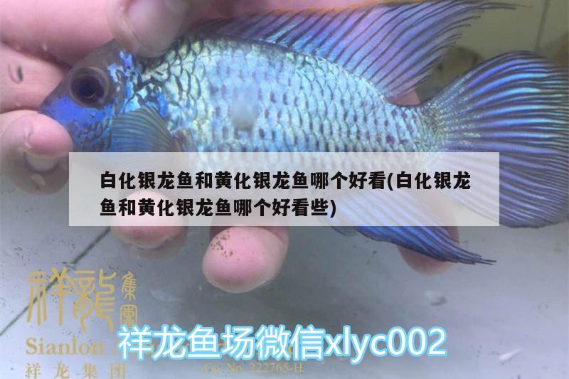 白化銀龍魚(yú)和黃化銀龍魚(yú)哪個(gè)好看(白化銀龍魚(yú)和黃化銀龍魚(yú)哪個(gè)好看些) 銀龍魚(yú)百科