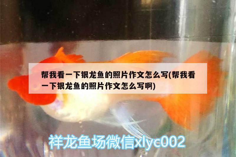 幫我看一下銀龍魚(yú)的照片作文怎么寫(xiě)(幫我看一下銀龍魚(yú)的照片作文怎么寫(xiě)啊)