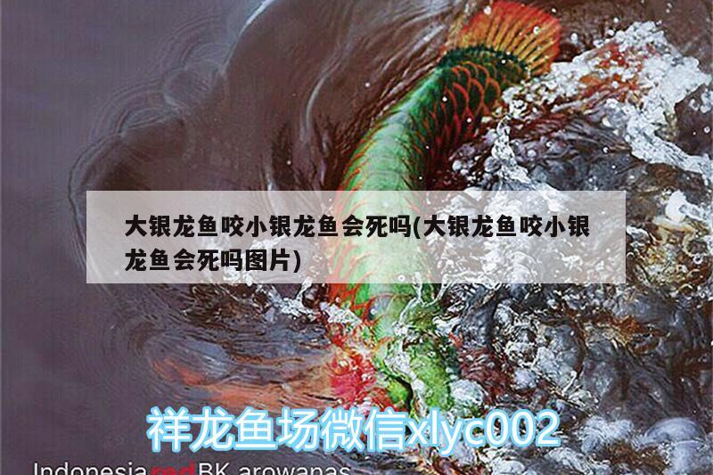 2022愿廣大魚友龍騰虎躍虎年大吉?? 虎魚百科 第1張