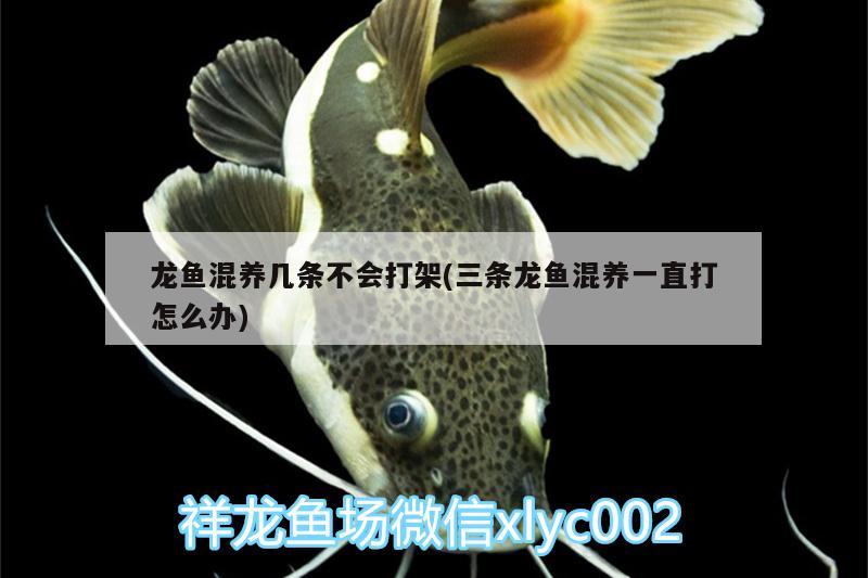 龍魚混養(yǎng)幾條不會打架(三條龍魚混養(yǎng)一直打怎么辦)