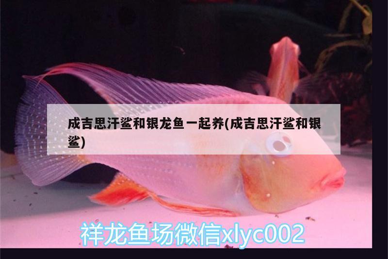 成吉思汗鯊和銀龍魚一起養(yǎng)(成吉思汗鯊和銀鯊) 成吉思汗鯊（球鯊）魚