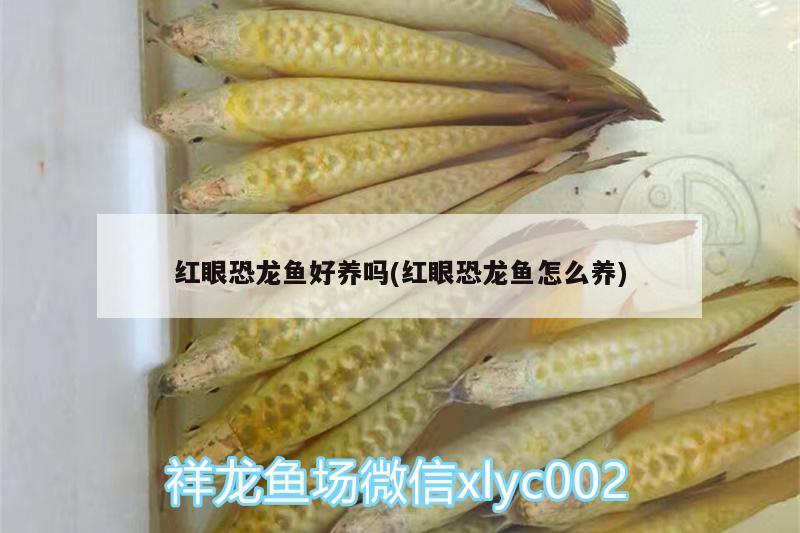 紅眼恐龍魚好養(yǎng)嗎(紅眼恐龍魚怎么養(yǎng)) 祥龍進口元寶鳳凰魚