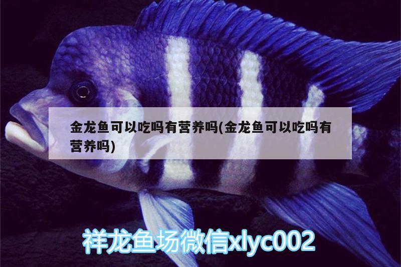 金龍魚可以吃嗎有營養(yǎng)嗎(金龍魚可以吃嗎有營養(yǎng)嗎)