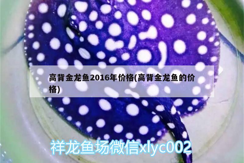 高背金龍魚2016年價(jià)格(高背金龍魚的價(jià)格)