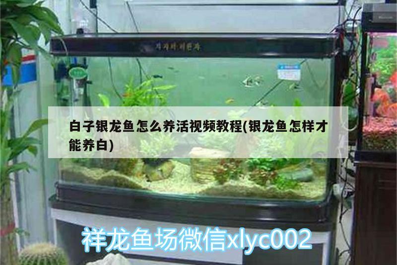 白子銀龍魚怎么養(yǎng)活視頻教程(銀龍魚怎樣才能養(yǎng)白)