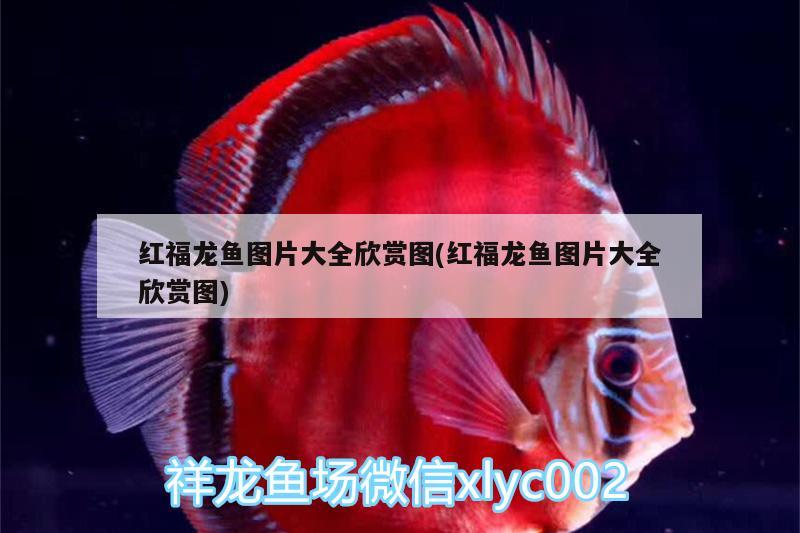 魚缸中放沉木有什么作用（魚缸里放沉木有什么用） 其他品牌魚缸