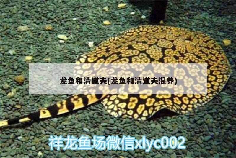 龍魚(yú)和清道夫(龍魚(yú)和清道夫混養(yǎng)) 黃金眼鏡蛇雷龍魚(yú)