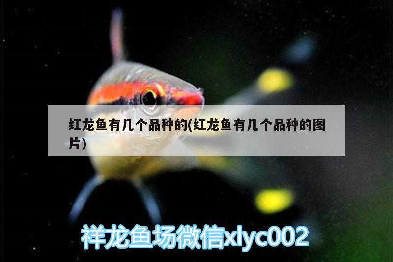 濱州經濟開發(fā)區(qū)金善鯉觀賞魚養(yǎng)殖專業(yè)合作社（濱州善酒莊是傳銷嗎）