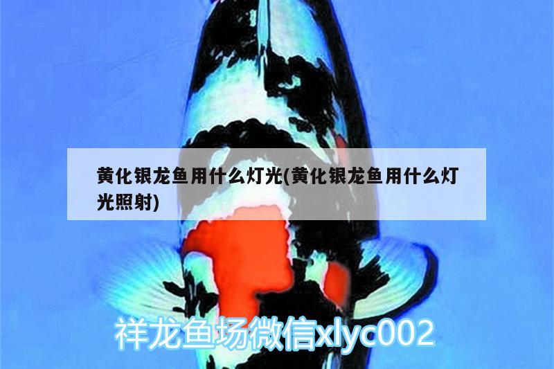 濟南魚缸修理電話號碼查詢電話（濟南定做魚缸在哪里）