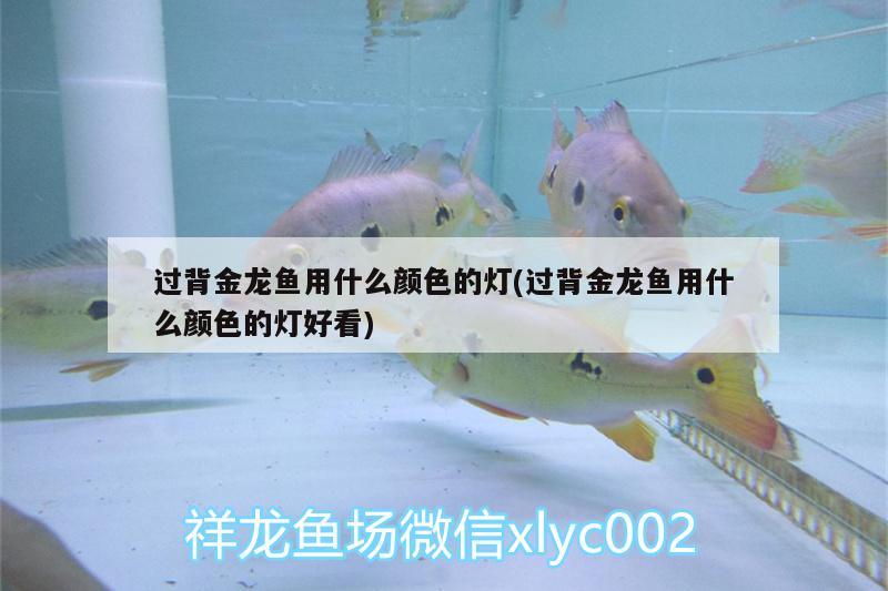 40公分怎么樣？ 羅漢魚 第3張