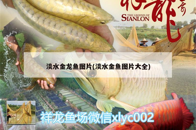 淡水金龍魚圖片(淡水金魚圖片大全)