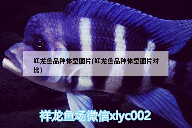 紅龍魚品種體型圖片(紅龍魚品種體型圖片對比)