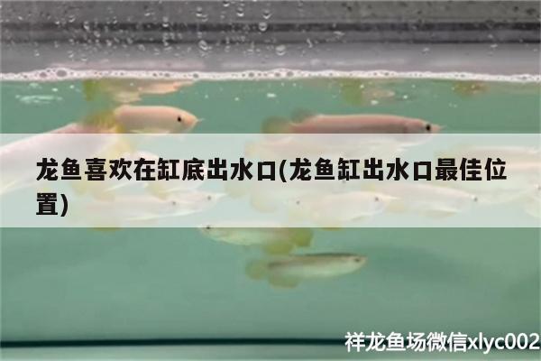 龍魚喜歡在缸底出水口(龍魚缸出水口最佳位置)