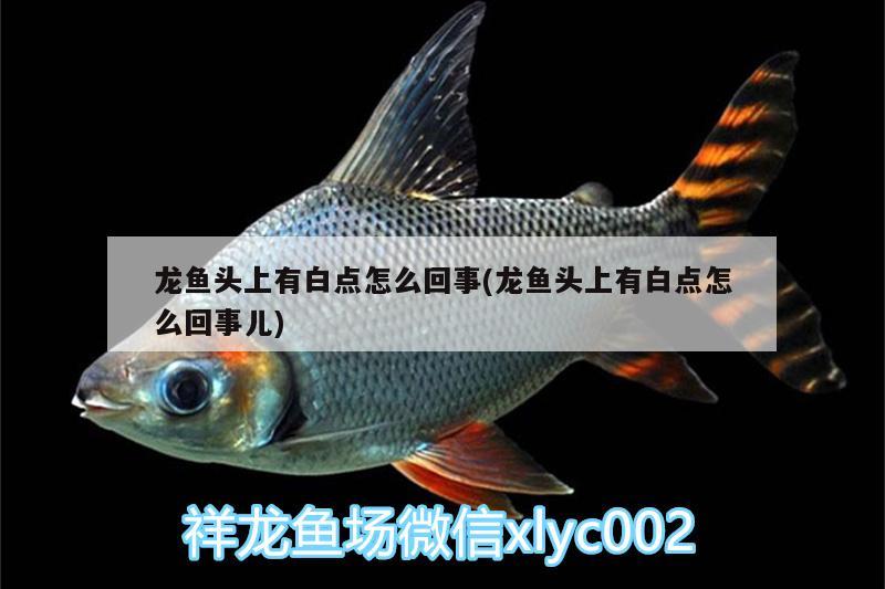 觀賞魚照片：常見的觀賞魚圖片和名稱