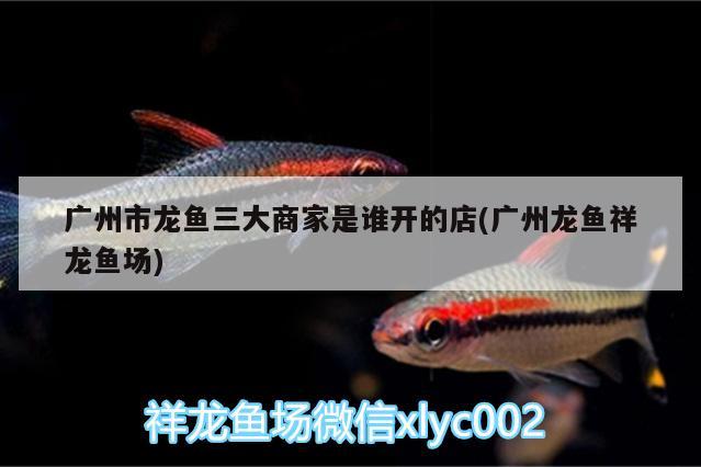 廣州市龍魚三大商家是誰開的店(廣州龍魚祥龍魚場)