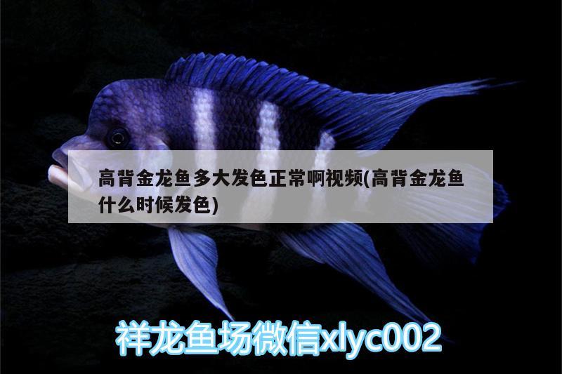 高背金龍魚多大發(fā)色正常啊視頻(高背金龍魚什么時(shí)候發(fā)色) 高背金龍魚