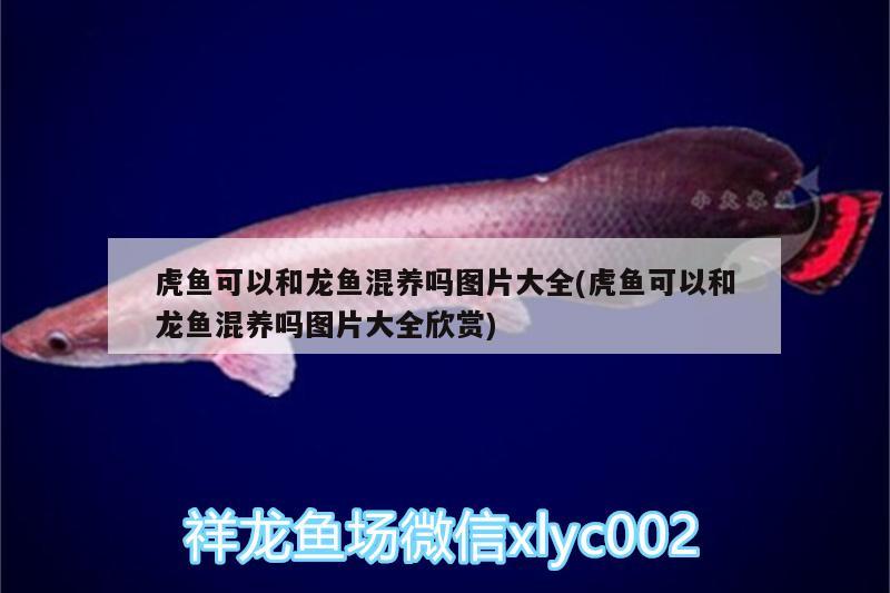 虎魚可以和龍魚混養(yǎng)嗎圖片大全(虎魚可以和龍魚混養(yǎng)嗎圖片大全欣賞) 虎魚百科