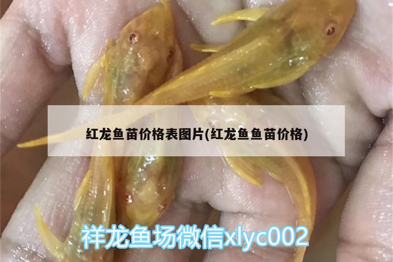 紅龍魚苗價格表圖片(紅龍魚魚苗價格)