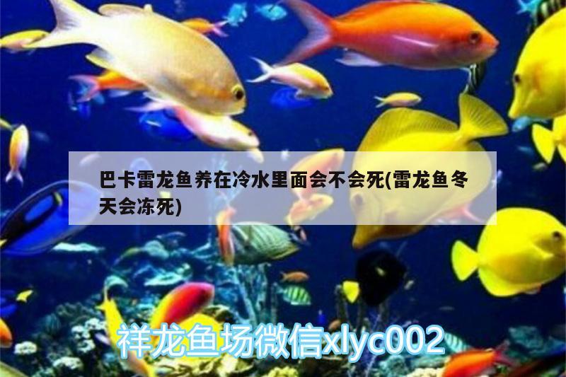 巴卡雷龍魚養(yǎng)在冷水里面會不會死(雷龍魚冬天會凍死) 巴卡雷龍魚