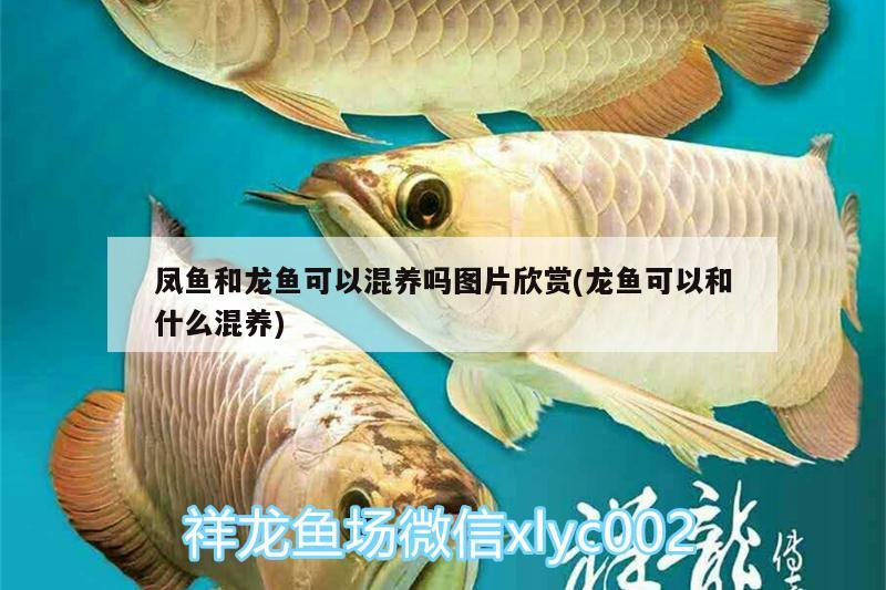 鳳魚和龍魚可以混養(yǎng)嗎圖片欣賞(龍魚可以和什么混養(yǎng)) 雙線側(cè)魚