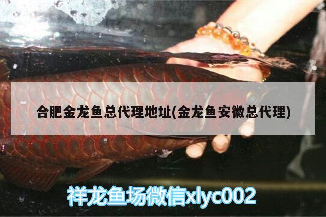 金魚魚缸常用的消毒方法介紹視頻（金魚缸怎樣消毒最徹底呢） 魚缸/水族箱 第2張