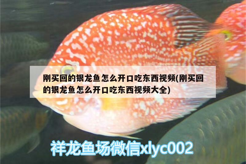 100萬的金龍魚視頻在線觀看(金龍魚1000萬) 黃金鴨嘴魚