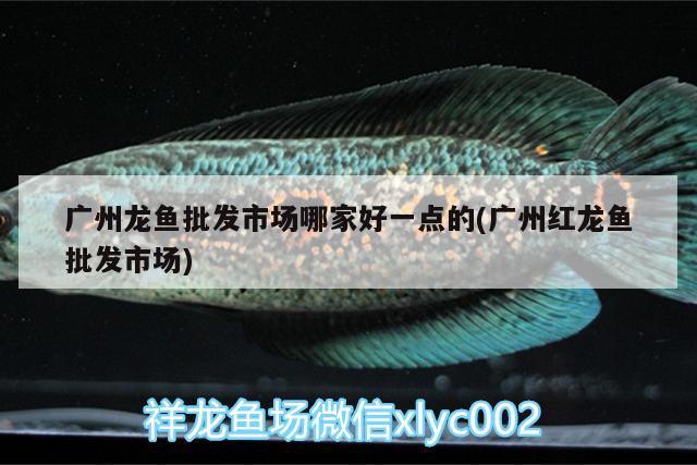 紅龍魚(yú)和虎魚(yú)混養(yǎng)怎么樣才能活得久(虎魚(yú)和金龍混養(yǎng)好嗎) 虎魚(yú)百科