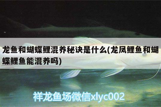 大理白族自治州觀(guān)賞魚(yú)市場(chǎng)第一次分享 觀(guān)賞魚(yú)市場(chǎng)（混養(yǎng)魚(yú)） 第3張