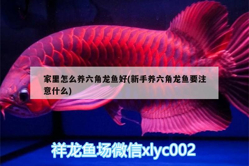 家里怎么養(yǎng)六角龍魚(yú)好(新手養(yǎng)六角龍魚(yú)要注意什么) 赤焰中國(guó)虎魚(yú)