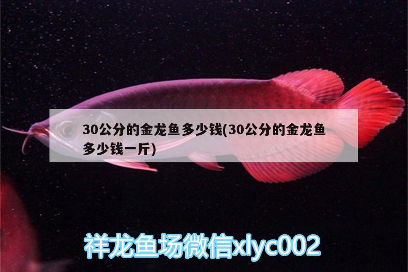 30公分的金龍魚多少錢(30公分的金龍魚多少錢一斤)