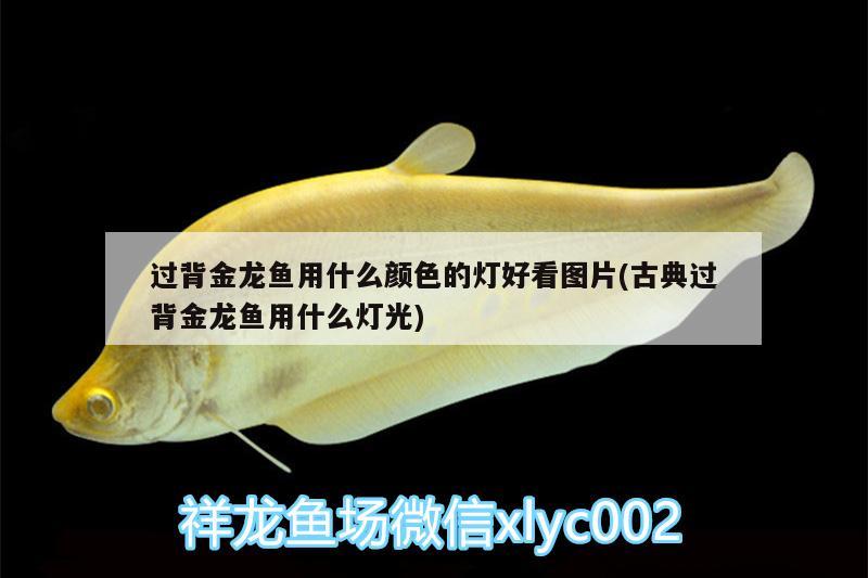 過背金龍魚用什么顏色的燈好看圖片(古典過背金龍魚用什么燈光)