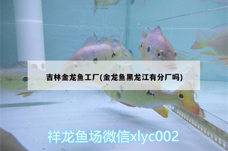 吉林金龍魚工廠(金龍魚黑龍江有分廠嗎) 南美異形觀賞魚