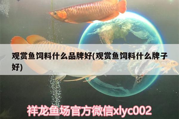 觀賞魚飼料什么品牌好(觀賞魚飼料什么牌子好) 黑金魟魚