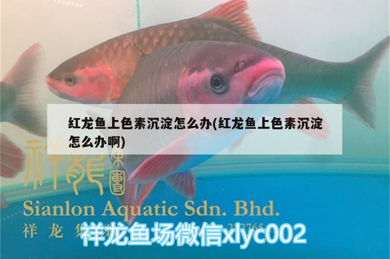 阜陽魚缸廠地址電話號(hào)碼是多少（阜陽魚缸店在哪里） 全國水族館企業(yè)名錄