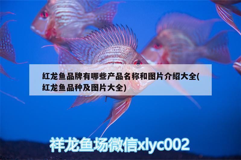 黃顎龍王鯛繁殖：龍王鯛為什么難養(yǎng) 觀賞魚 第1張