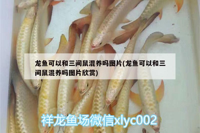 紅龍魚(yú)換水后不吃東西怎么回事(金龍魚(yú)換水后不吃食)