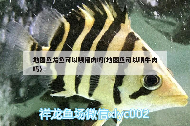 地圖魚龍魚可以喂豬肉嗎(地圖魚可以喂牛肉嗎)