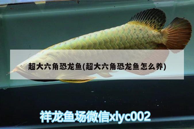 北京楊麗芳觀賞魚店 全國水族館企業(yè)名錄 第1張