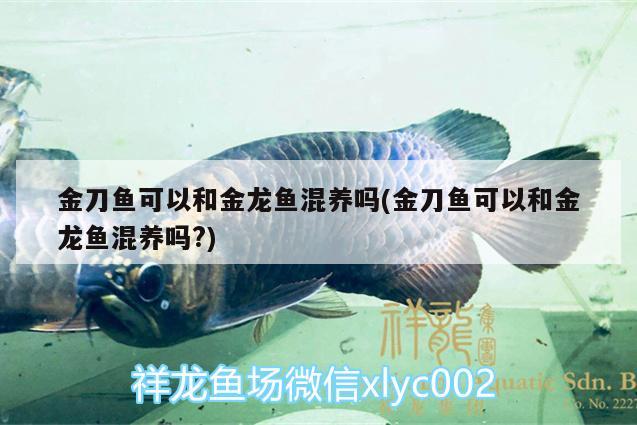 金刀魚可以和金龍魚混養(yǎng)嗎(金刀魚可以和金龍魚混養(yǎng)嗎?)