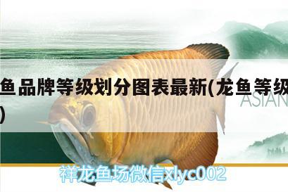 紅龍魚品牌等級劃分圖表最新(龍魚等級品種排行)