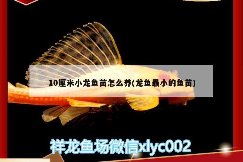 10厘米小龍魚苗怎么養(yǎng)(龍魚最小的魚苗)