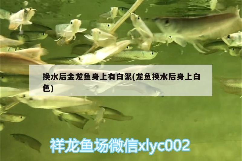 換水后金龍魚身上有白絮(龍魚換水后身上白色) 廣州觀賞魚魚苗批發(fā)市場