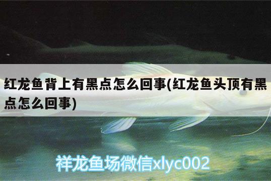 桃山水族批發(fā)市場：電視劇中哪些突然下線的角色讓你意難平 觀賞魚水族批發(fā)市場 第3張